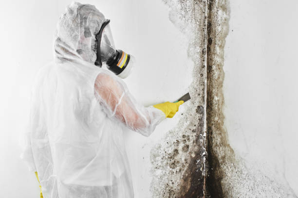 Best Residential Mold Remediation in Hazelwood, MO