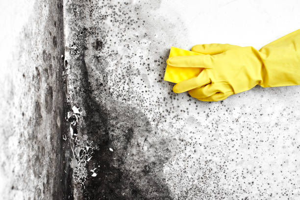 Best Residential Mold Remediation in Hazelwood, MO