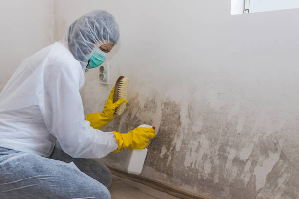 Professional Mold Remediation in Hazelwood, MO