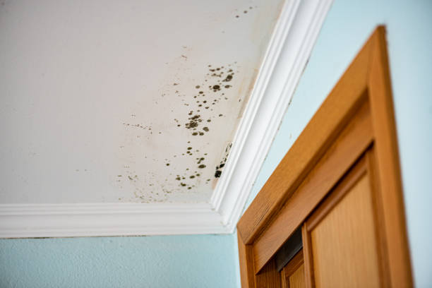 Best Emergency Mold Remediation in Hazelwood, MO