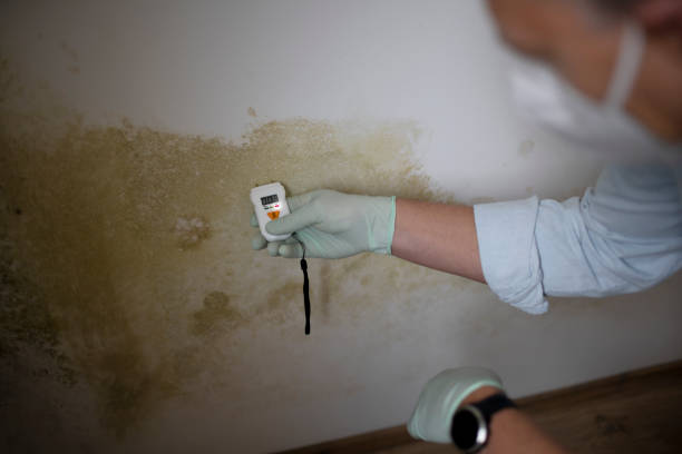 Best Bathroom Mold Remediation in Hazelwood, MO