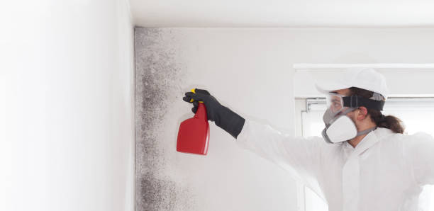 Best HVAC Mold Remediation in Hazelwood, MO