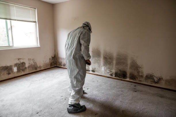 Best Basement Mold Remediation in Hazelwood, MO