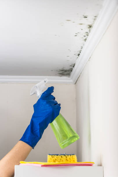 Best Mold Remediation for Specific Building Types in Hazelwood, MO