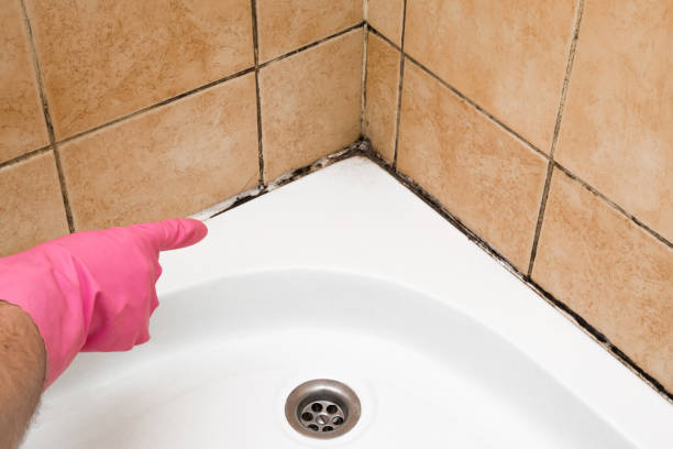 Best Commercial Mold Remediation in Hazelwood, MO