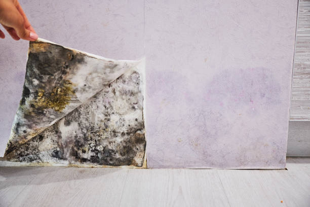 Best Localized Mold Remediation (e.g., coastal areas, humid climates) in Hazelwood, MO